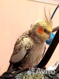 Попугай корелла с клеткой