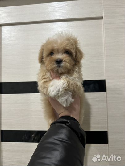 Мальтипу f1 mini