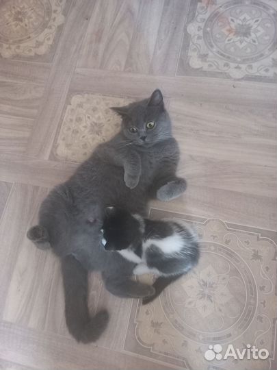 Британская кошка в дар