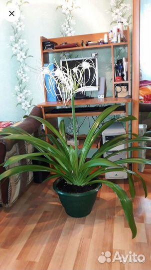 Гименокаллис взрослое растение