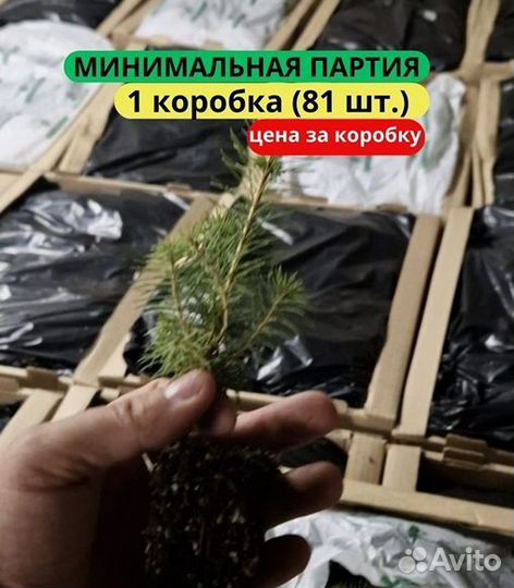 Сеянцы сосны зкс в розницу