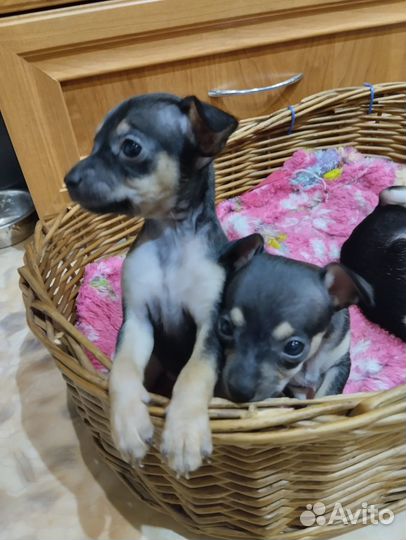 Мини той-терьер щенки