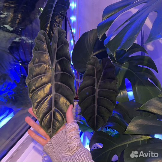 Клубни алоказии полли чантриери