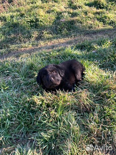 Помесь шарпей