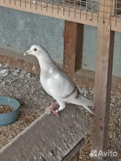 Голуби чехи