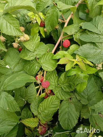 Ремонтантная малина