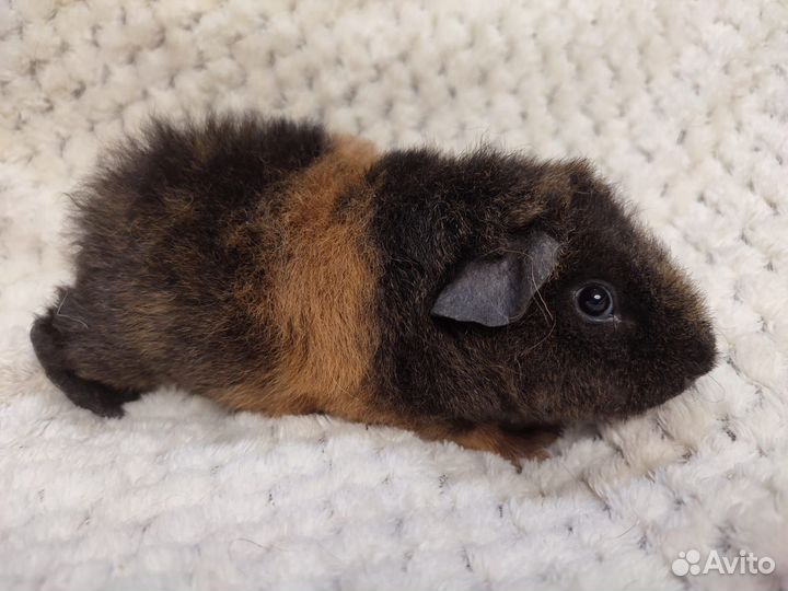 Морские свинки Американский тедди