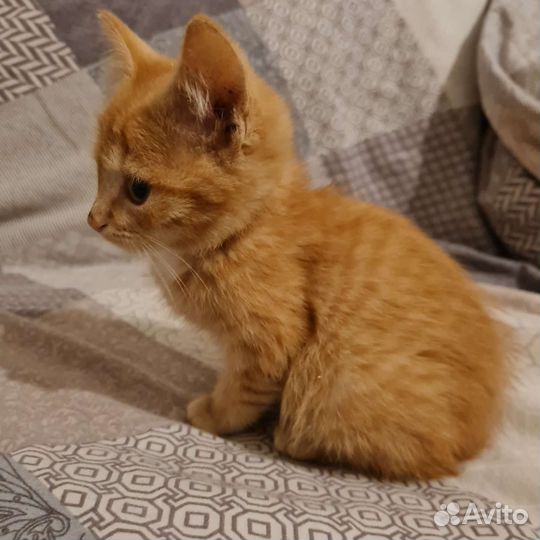 Маленький котенок девочка в добрые руки