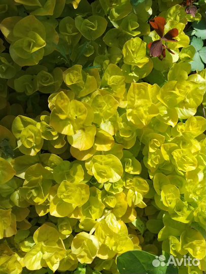 Уличные цветули и фиалки