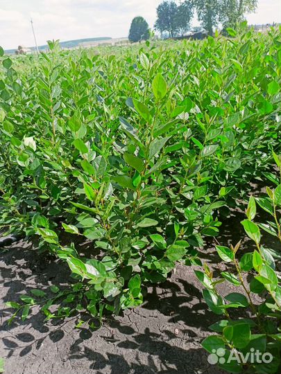 Саженцы кизильника блестящего