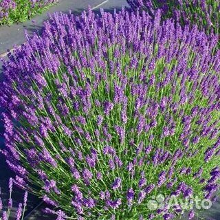 Лаванда саженцы