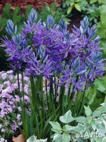 Камассия остаток