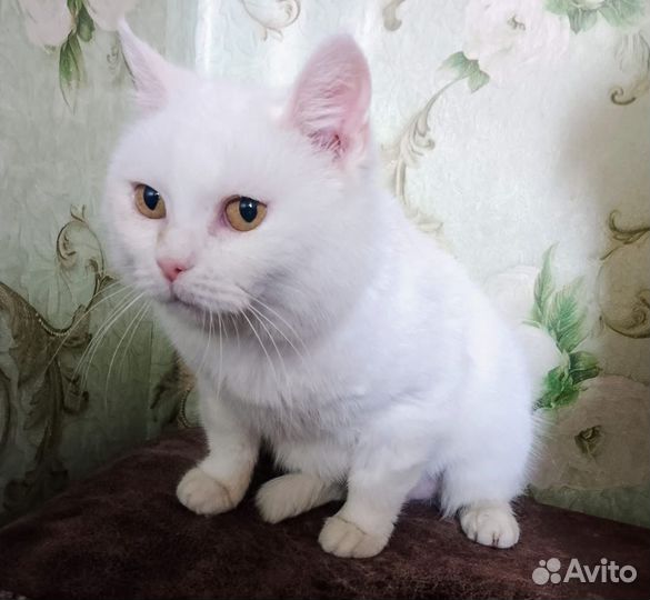 Турецкая ангора