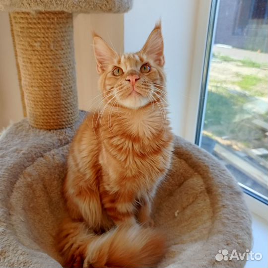 Котята мейн-кун