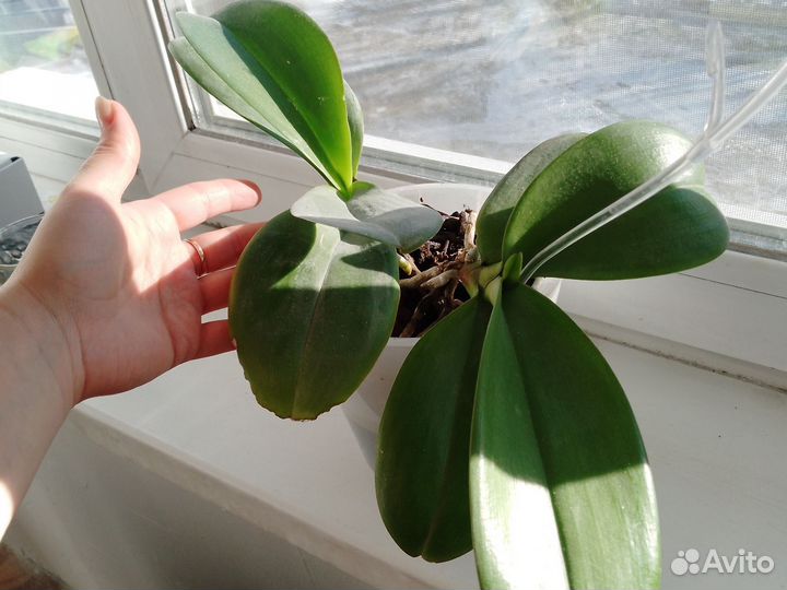Орхидея фаленопсис