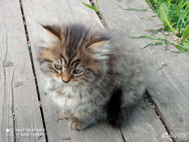Сибирская кошка