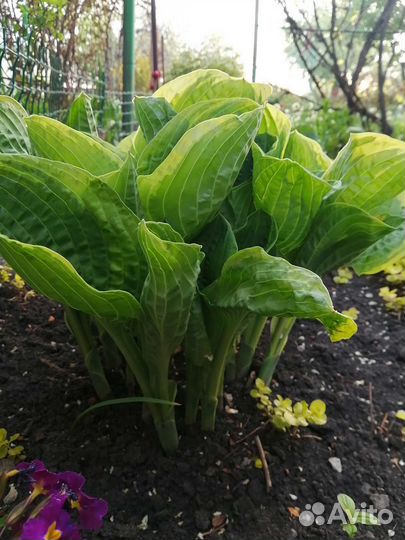 Хоста растение