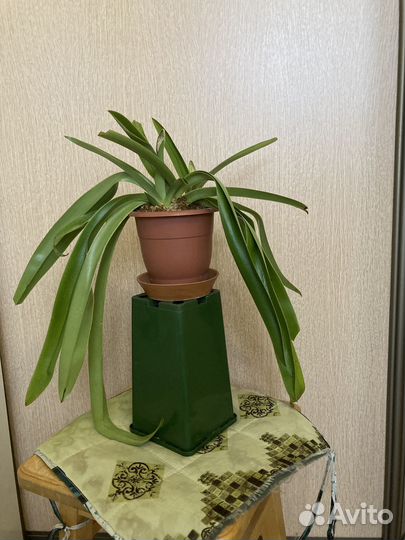 Орхидея с цветоносами. Венерин башмачок