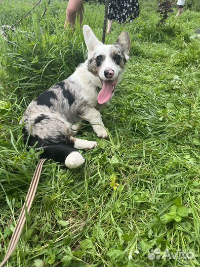 Вельш-корги кардиган мраморный