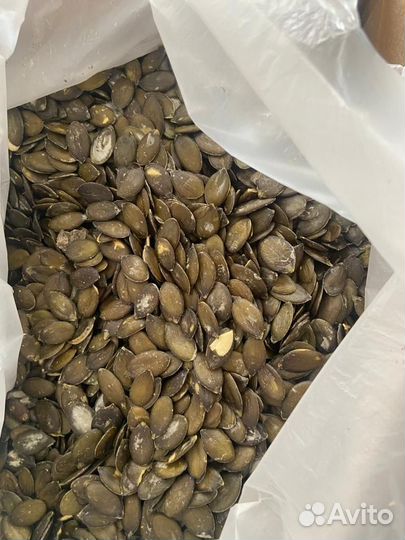 Семена тыквы штирийской