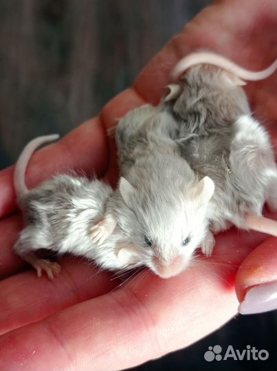 Декоративные мыши