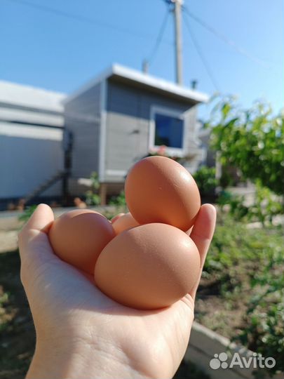 Домашние куриные яйца