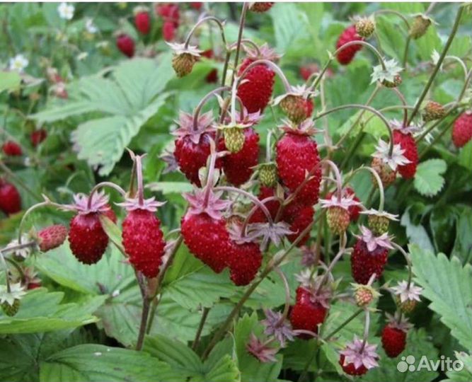 Земляника ремонтантная рассада(не усы)