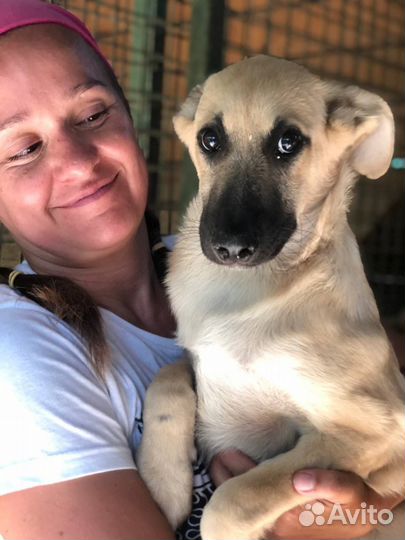 Пёсик из приюта мечтает о доме