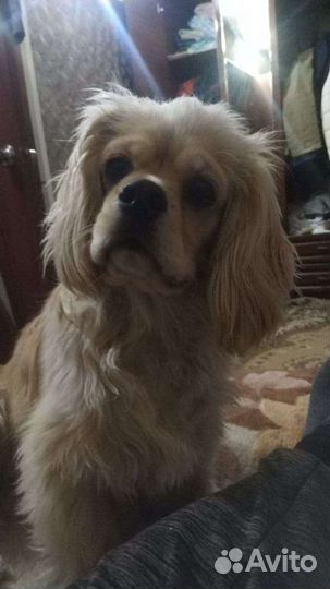 Кокер спаниель вязка