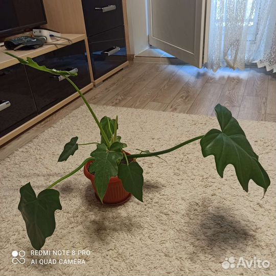 Филодендрон дольчатый