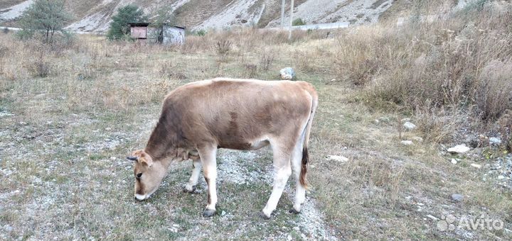 Коровы нетели