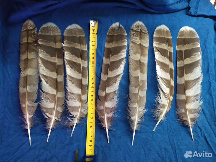 Перья совы натуральные