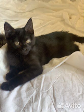 Котёнок мальчик 3 мес