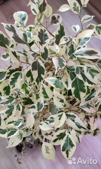 Комнатные растения.Фикус Бенджамина Твилайт