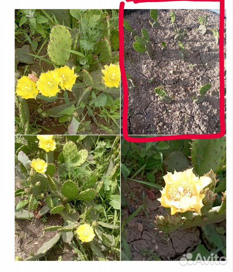 Кактус опунция