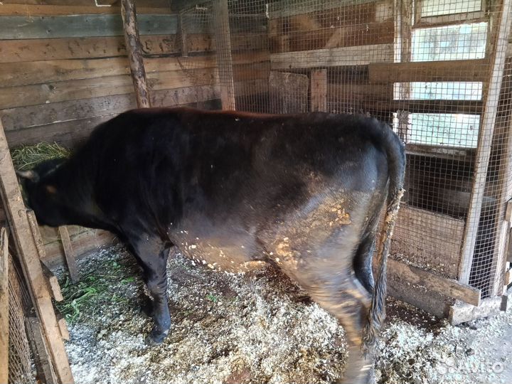 Продам быков