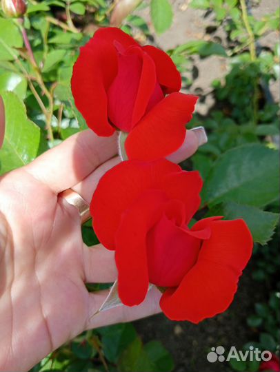 Продаю розы