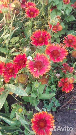 Гайлардии и другие многолетки