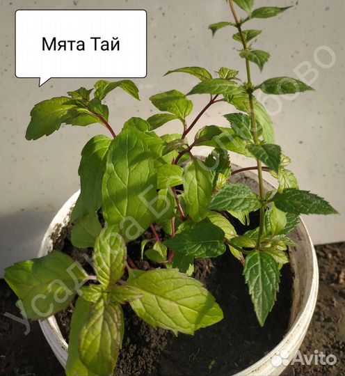 Мята сортовая и пряные травы