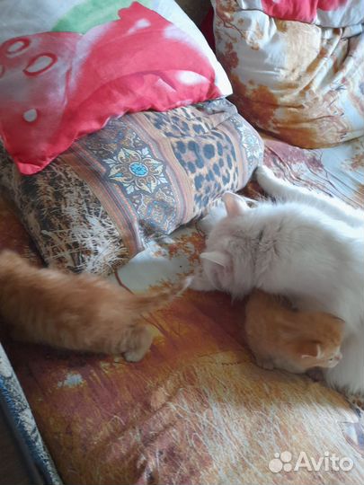 Котята сибирской кошки