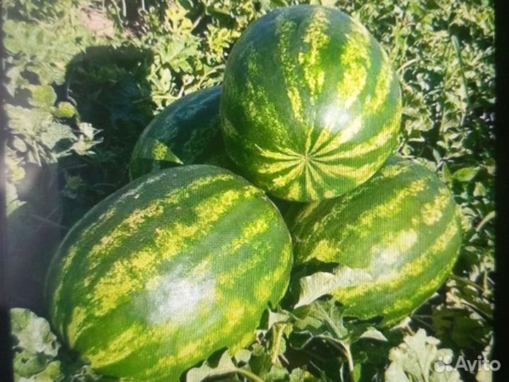 Арбузы опт второй сбор