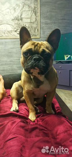 Вязка француза