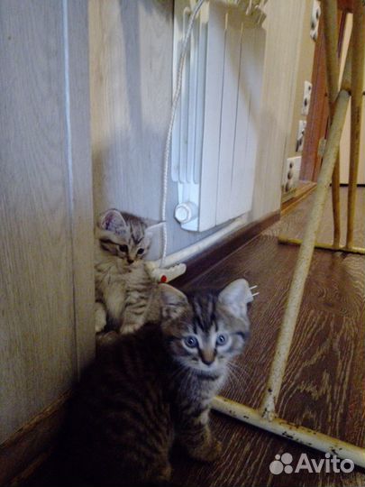 Котята бесплатно