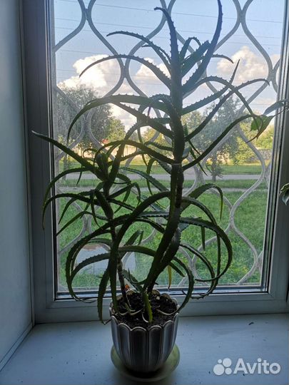 Алоэ большой