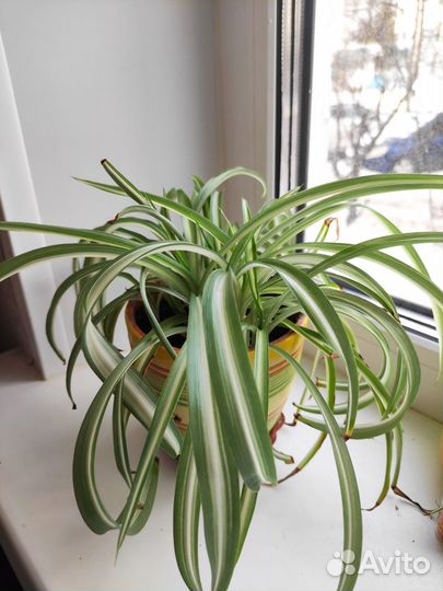 Комнатные цветы