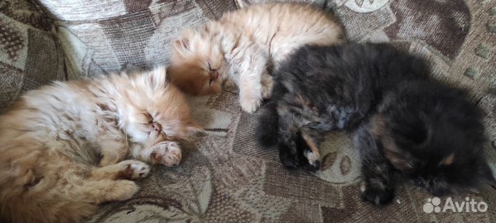 Персидские котята