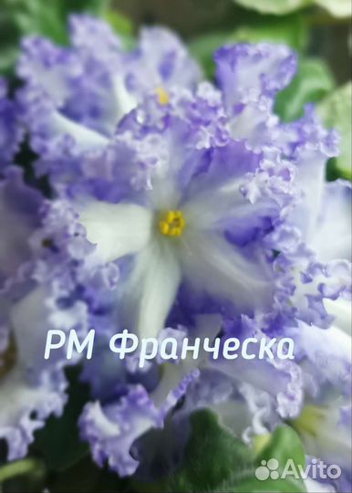 Сортовые фиалки