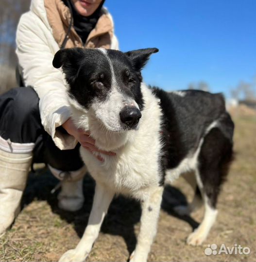 Собака в добрые руки, Луша