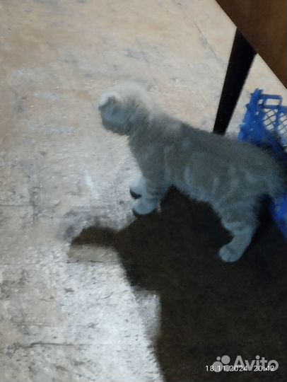 Продам британских котят