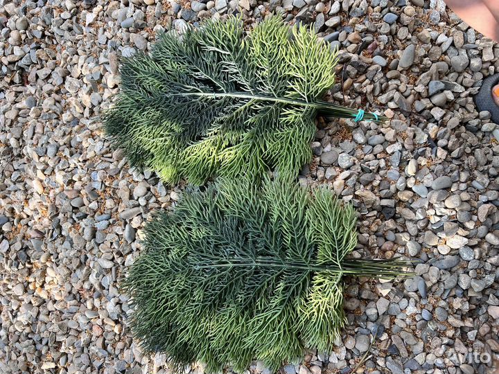 Искусственные водоросли